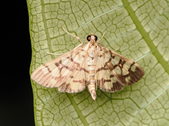 Lygropia distorta
