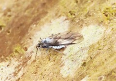 Prociphilus tessellatus