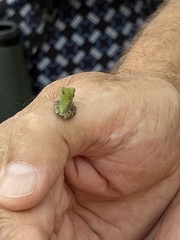 Hyla