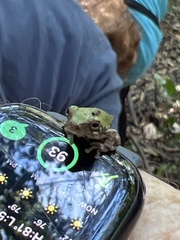 Hyla