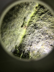 Linopenthaleus irki