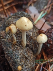 Pholiota lenta