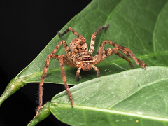 Heteropoda