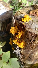 Dacrymycetaceae
