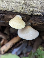 Crepidotus mollis