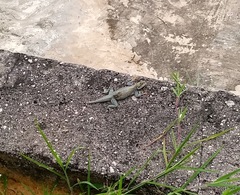 Agama agama