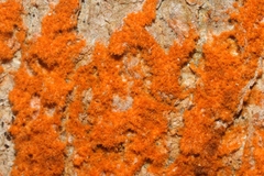 Trentepohlia abietina