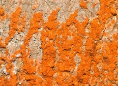 Trentepohlia abietina