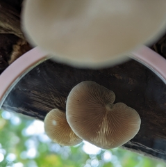 Crepidotus mollis