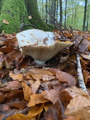 Infundibulicybe geotropa
