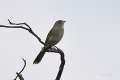 Embernagra longicauda