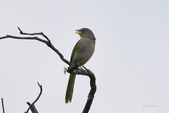 Embernagra longicauda