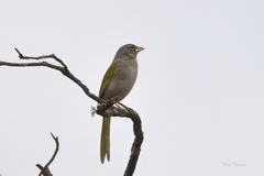 Embernagra longicauda