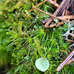 Dicranodontium denudatum