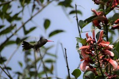 Chlorostilbon lucidus