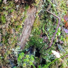 Dicranodontium denudatum