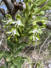 Bonatea speciosa