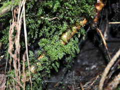 Mnium stellare