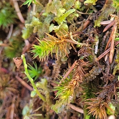 Polytrichum strictum
