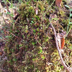 Polytrichum strictum