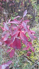 Cornus sericea