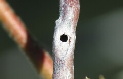 Neuroterus virgens