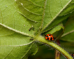 Coelophora inaequalis