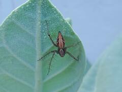 Oxyopes