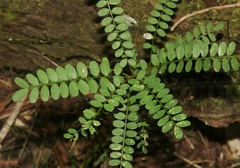 Sophora chrysophylla