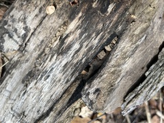 Xylobolus frustulatus