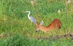 Blastocerus dichotomus