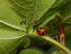 Coelophora inaequalis