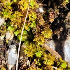 Encalypta streptocarpa