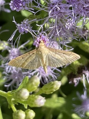 Herpetogramma bipunctalis