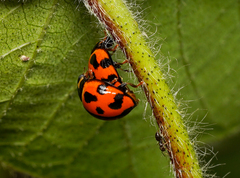 Coelophora inaequalis