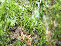 Paraleucobryum longifolium