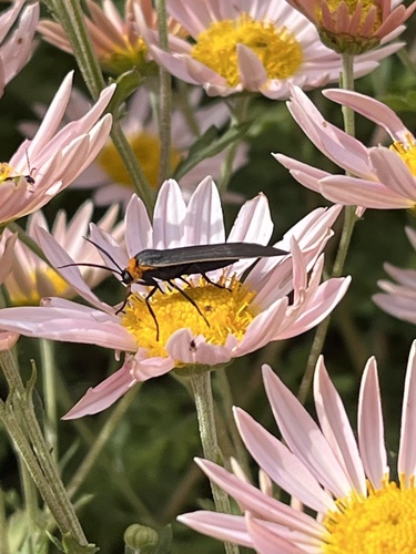Yellow-collared scape moth