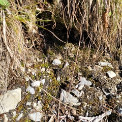 Encalypta streptocarpa