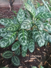 Aglaonema commutatum