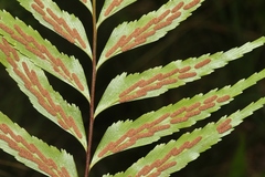 Asplenium contiguum
