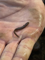 Desmognathus fuscus