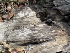 Xylobolus frustulatus