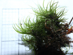 Paraleucobryum longifolium