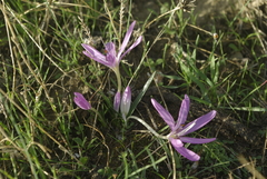 Colchicum cupanii image