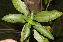 Coprosma rhynchocarpa