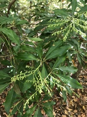 Pieris japonica