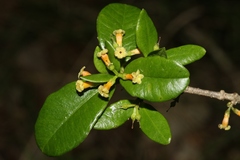 Alyxia stellata