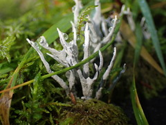 Xylaria hypoxylon