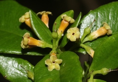 Alyxia stellata