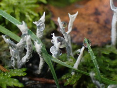 Xylaria hypoxylon